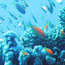 Human activity blamed for decline of coral reefs